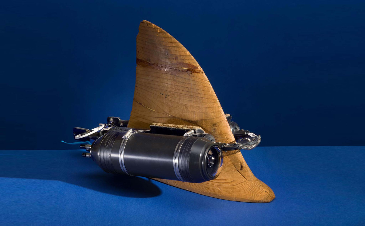 Đây là hệ thống cụm camera ghi hình chất lượng cao đầu tiên đặt trên vây của một con cá mập.