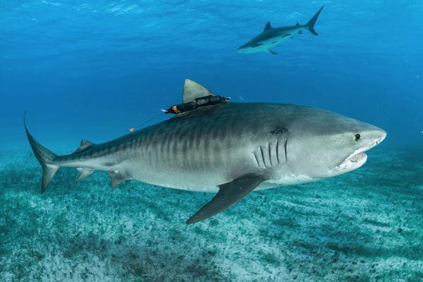 Chiếc camera nhỏ được gắn trên vây cá mập này sẽ giúp cho nhiếp ảnh gia Brian Skerry có được những khoảnh khắc mà hiếm người ào có được