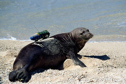 Với sự hỗ trợ của công nghệ, ngày nay, các nhà khoa học đã có thể ghi lại được những hình ảnh đặc sắc về đời sống hoang dã với những camera đặt trên lưng của động vật.