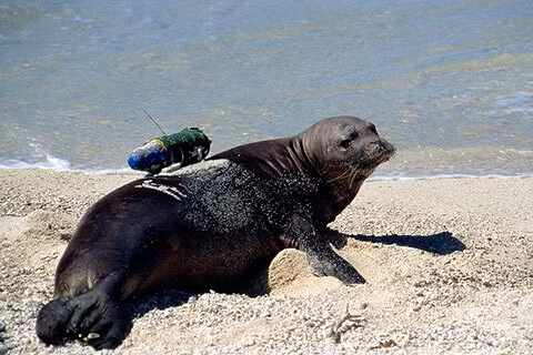 Với sự hỗ trợ của công nghệ, ngày nay, các nhà khoa học đã có thể ghi lại được những hình ảnh đặc sắc về đời sống hoang dã với những camera đặt trên lưng của động vật.