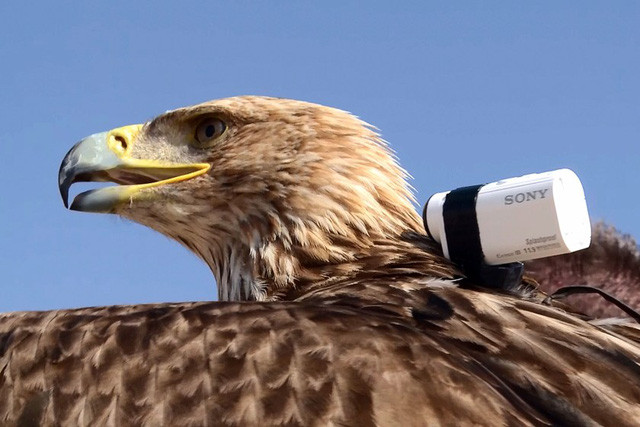 Camera hành trình được đặt trên lưng một chú đại bàng tại Dubai.
