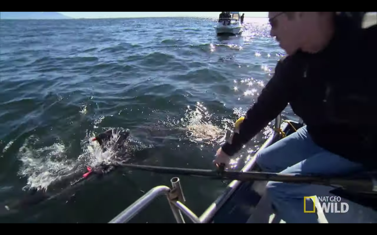 Các nhà khoa học đang gắn camera quan sát lên lưng của cá mập hổ.