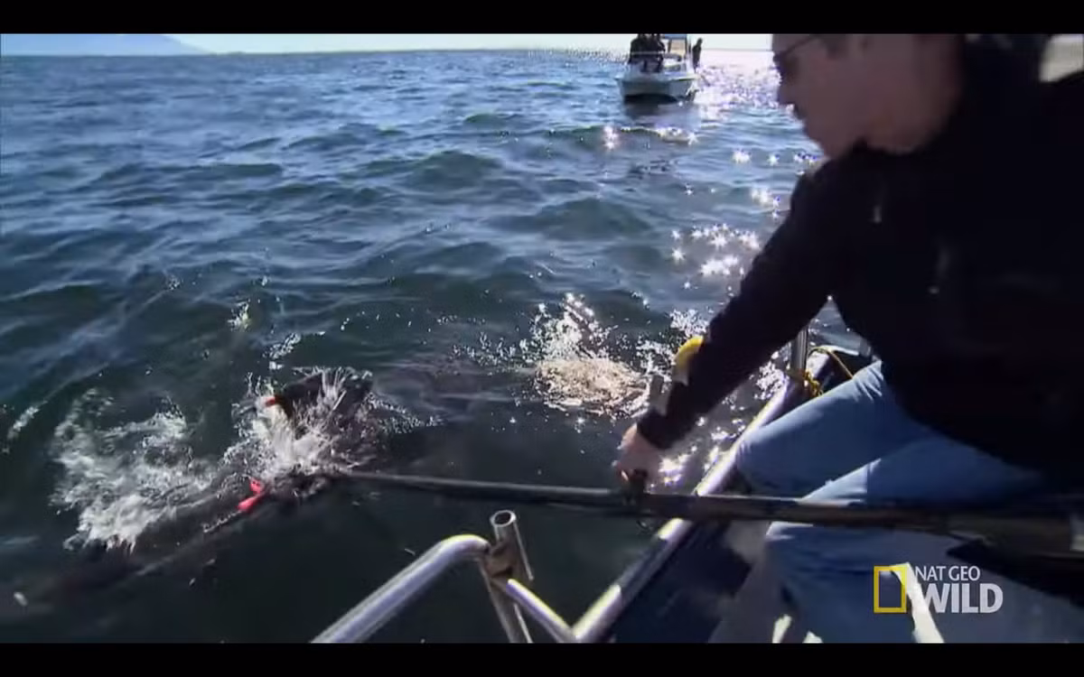 Các nhà khoa học đang gắn camera quan sát lên lưng của cá mập hổ.