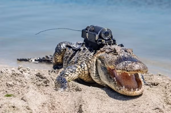 Camera được đặt trên lưng của một con cá sấu thuộc khu vực Trung tâm Vũ trụ John F. Kennedy ở Florida. Đây được cho là vị trí thuận lợi cho phép các nhà khoa học theo dõi thói quen săn mồi, kỹ thuật và nhu cầu của cá sấu.