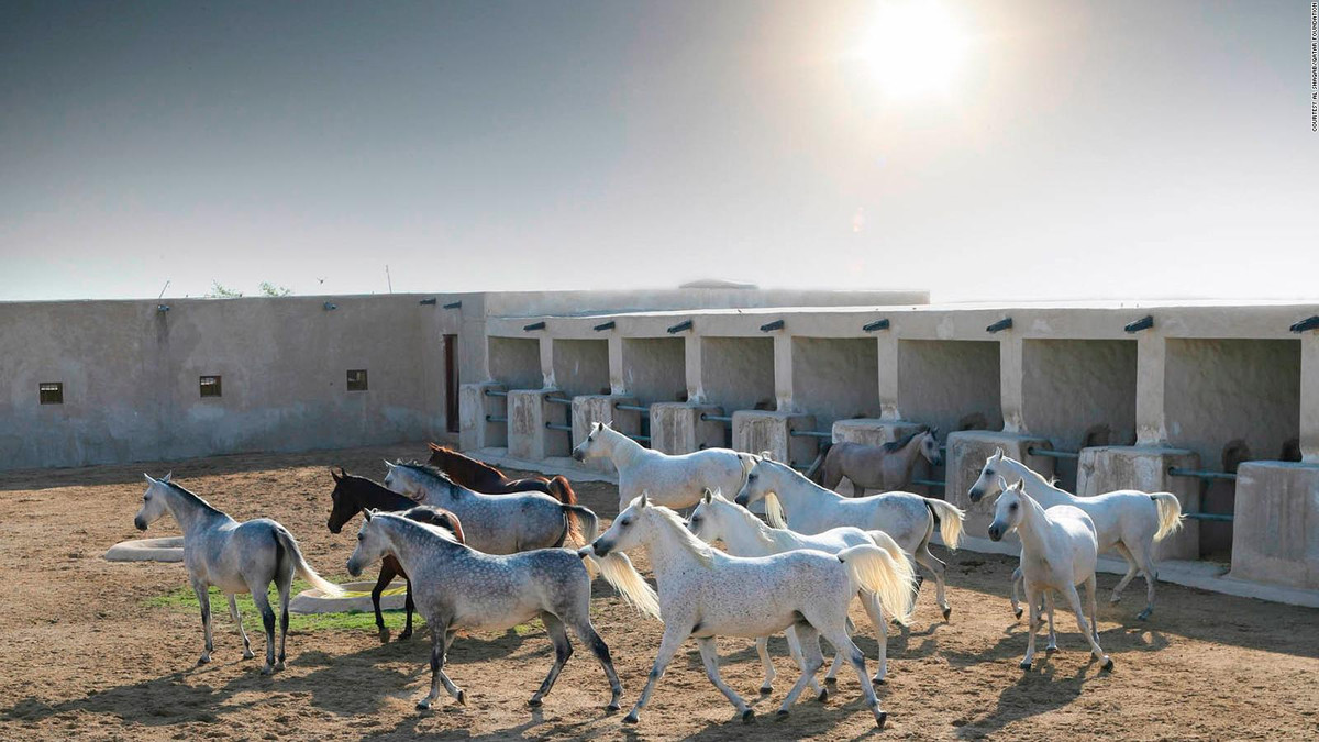 Tại đây hiện đang nuôi dưỡng và huấn luyện hơn 700 con ngựa, từ sơ sinh đến những nhà vô địch thế giới.