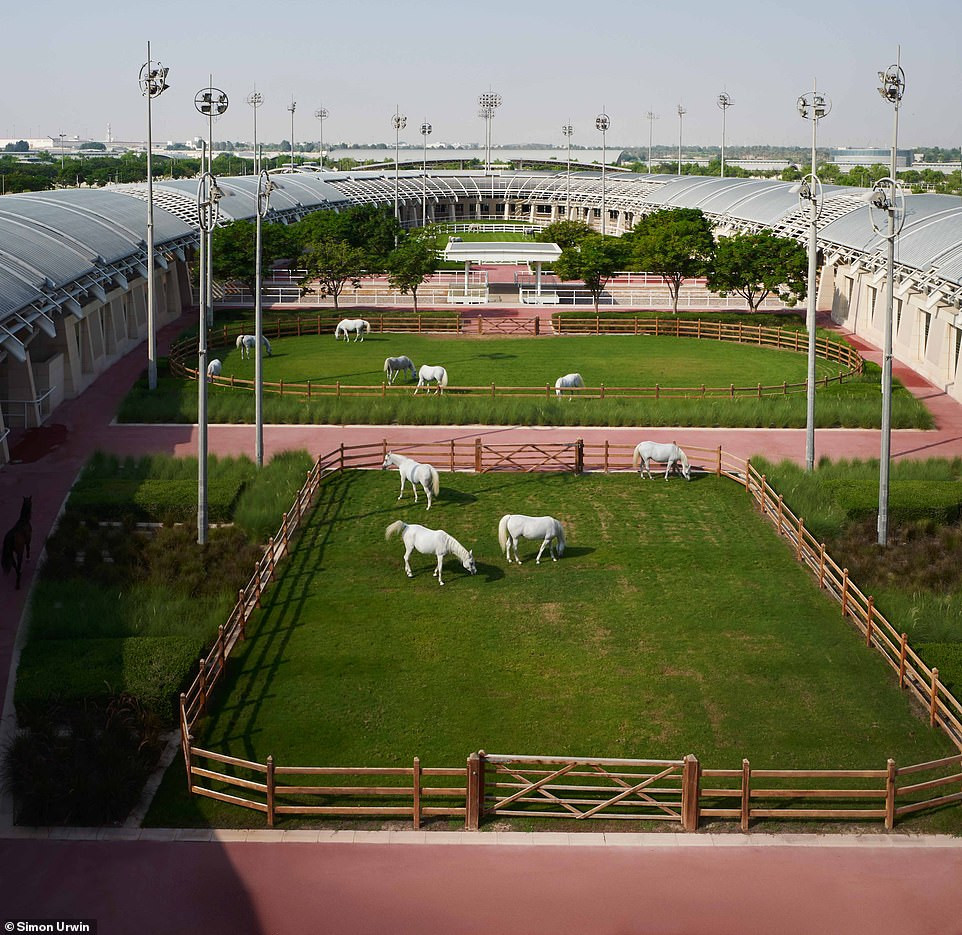 Ngựa trong chuồng ngựa bên trong Chuồng của Nữ hoàng, được làm bằng đá cẩm thạch và thép không gỉ, và được lắp máy lạnh đặc biệt để chống chọi với cái nóng khốc liệt của sa mạc