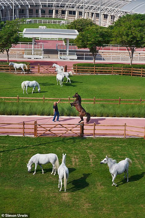 Những chú ngựa của Al Shaqab được đối xử như những vận động viên Olympic. Mỗi con có kế hoạch huấn luyện riêng và chúng được tập hai lần mỗi ngày.