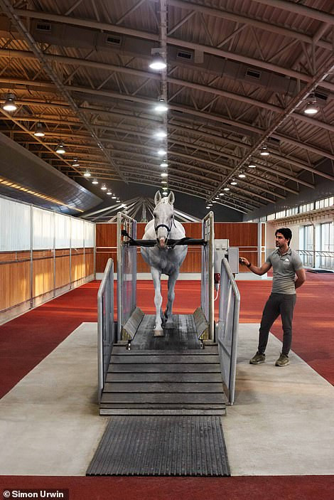 Ngựa đang được tập thể lực với máy chạy bộ.