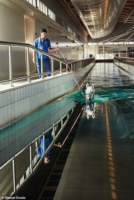 Bể bơi được sử dụng để ngựa bơi tự nhiên giúp tăng sức mạnh cơ bắp, sức bền và phản xạ. Ngựa cũng được chăm sóc sức khỏe bởi một bệnh viện hiện đại và đội ngũ bác sĩ thú y chuyên nghiệp.