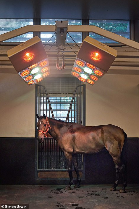 Để tăng cường sức khỏe, ngựa được tiếp xúc với đèn sưởi đặc biệt sau khi ngâm mình trong bể bơi. Ngựa cũng được massage thường xuyên và bác sĩ sẽ đến nắn xương cho chúng mỗi tháng một lần. Cứ 6 tuần/lần, những con ngựa sẽ được thay móng mới.