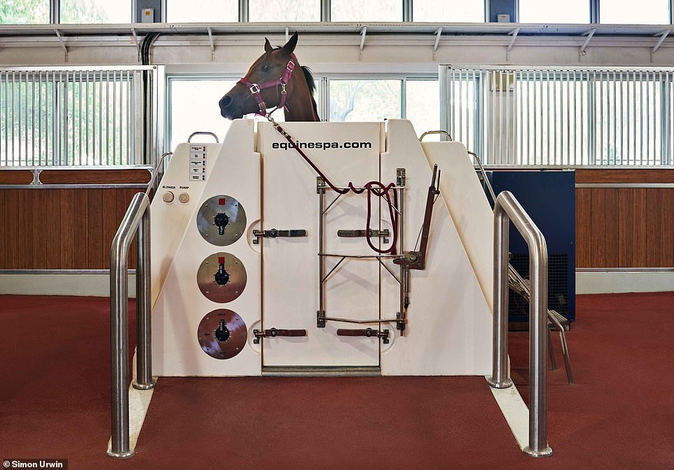 Một con ngựa đang thư giãn tận hưởng trong bồn tắm nước nóng sau khi tập thể dục. Tại đây có những tiêu chuẩn chăm sóc và phúc lợi cực cao dành cho ngựa mà người thường khó tưởng tượng được.