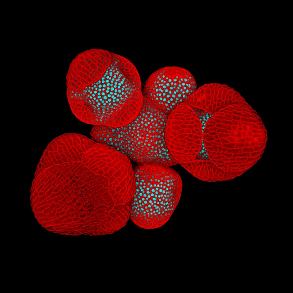 Những nụ hoa của cây arabidopsis thaliana đang phát triển nhìn cận cảnh nhất sẽ có hình dạng thế này.