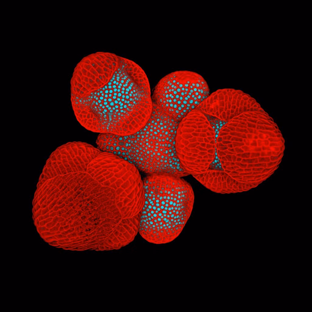 Những nụ hoa của cây arabidopsis thaliana đang phát triển nhìn cận cảnh nhất sẽ có hình dạng thế này.