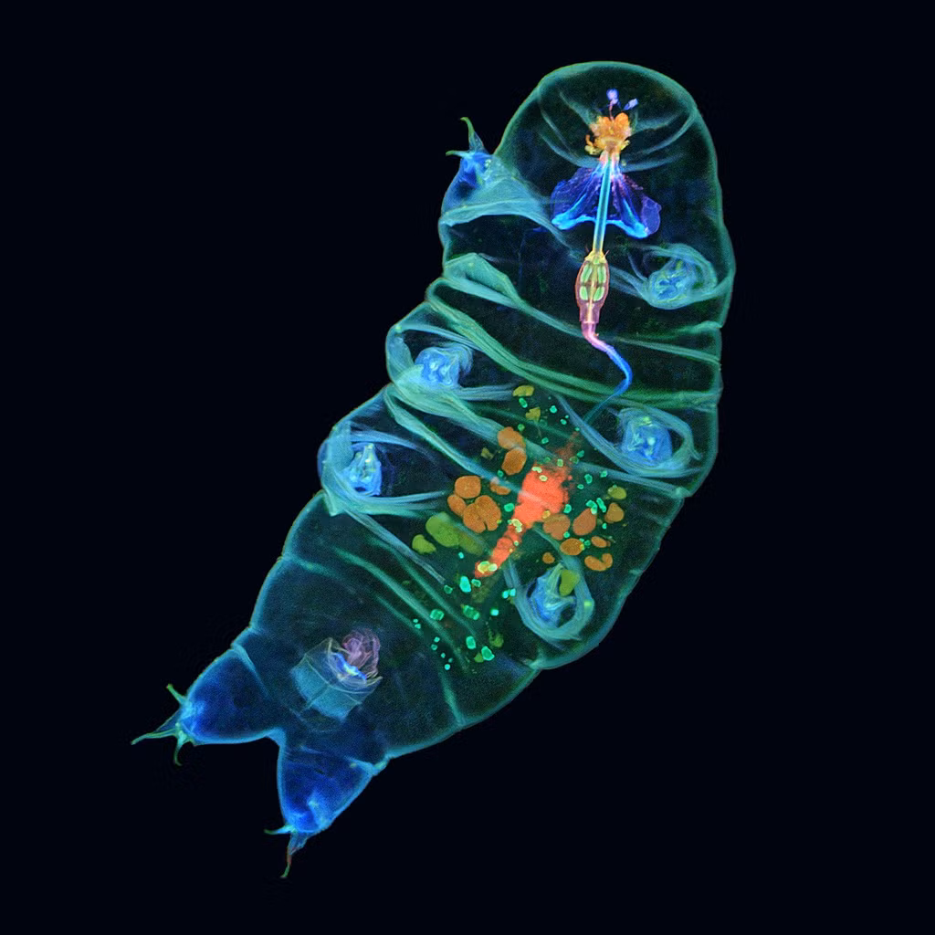 Huỳnh quang ấn tượng với các chi tiết đầy màu sắc bên trong một con bọ gấu nước hay sinh vật bất tử dưới ống kính hiển vi. Loài này có thể sống trong những môi trường khắc nghiệt nhất trên Trái Đất, thậm chí cả trong không gian chân không.