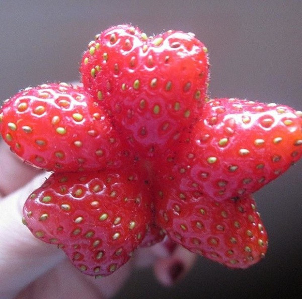 Bông hoa dâu tây như một tác phẩm nghệ thuật lung linh của thiên nhiên.