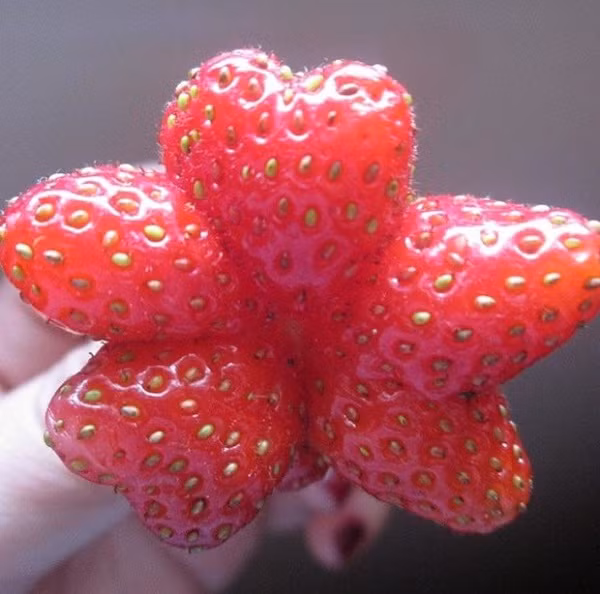 Bông hoa dâu tây như một tác phẩm nghệ thuật lung linh của thiên nhiên.