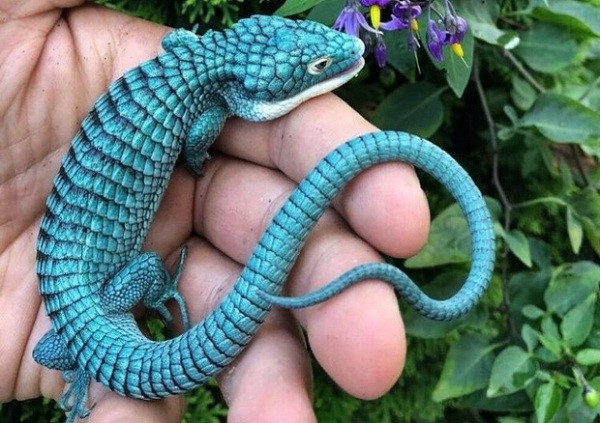 Con vật này có biệt danh "rồng xanh" (blue dragon), tên đầy đủ là Dragoncito del Sur of the Sierra Madre Oriental. Loài thằn lằn đặc hữu của Mexico này có màu sắc độc đáo tạo nên từ chế độ ăn đặc biệt trong tự nhiên, hiện đang bị đe doạ tuyệt chủng.