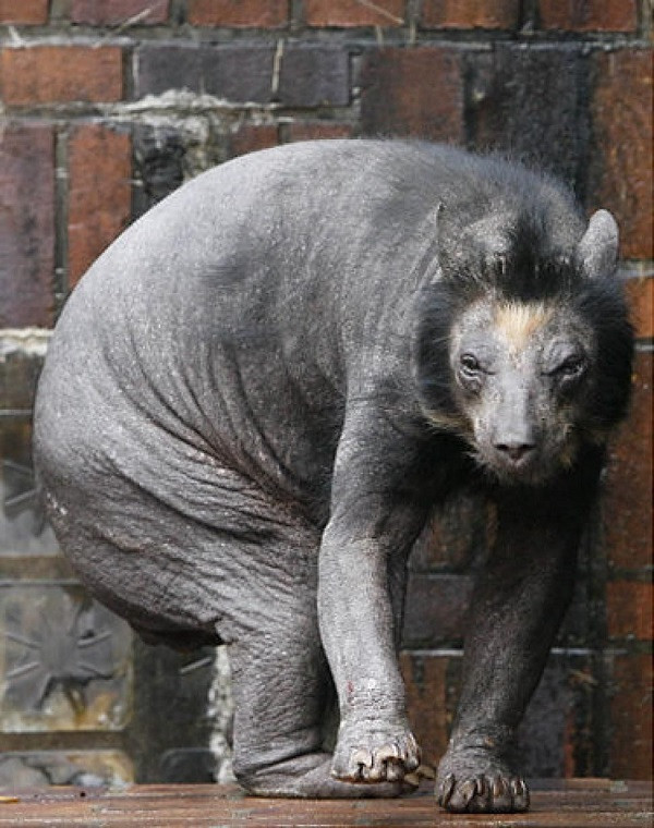 Các chuyên gia tin rằng cô và những con gấu khác sống cùng cô, Bianca và Lolita, bị rụng hết tóc do chế độ ăn uống kém và khí hậu.