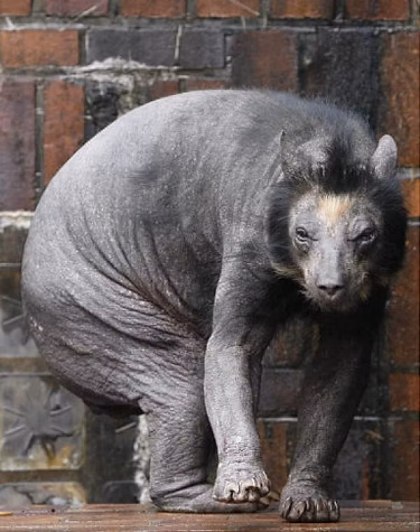 Các chuyên gia tin rằng cô và những con gấu khác sống cùng cô, Bianca và Lolita, bị rụng hết tóc do chế độ ăn uống kém và khí hậu.