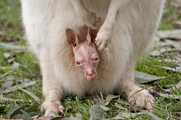 Chuột túi con khi sinh ra không hề có lông. Trong vòng 9 tháng chúng hoàn toàn ở trong túi của kangaroo mẹ.