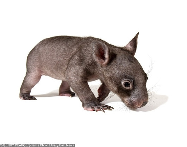 Bạn đã từng thấy một con Wombat (gấu túi mũi trần)...không lông? Với bộ lông dày và mềm mượt trông chúng giống như một chú gấu bông đáng yêu, nhưng mất đi bộ lông loài vật này chẳng khác nào một con chuột nhỏ.