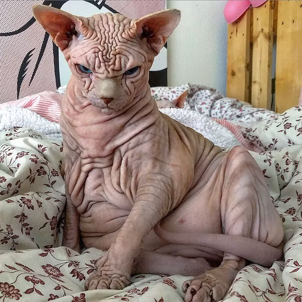 Cơ thể mèo Sphynx không một sợi lông, làn da nhăn nheo cùng khuôn mặt lúc nào cũng "đăm chiêu" khiến chúng trông có phần đáng sợ và kỳ dị.