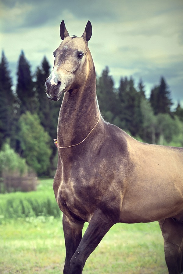 Trên thế giới có tồn tại một chú ngựa không lông có tên Akhal-Teke, đến từ Turkmenistan. Mắc hội chứng NFS từ nhỏ, biến đổi gen khiến chú ngựa này có vẻ ngoài không lông ngoạn mục.