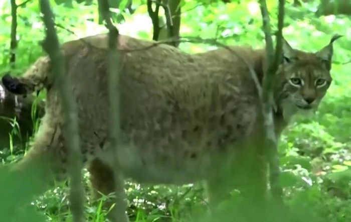 Tuy nhiên, nhiều nguồn tin cho biết, Rufus lại nặng tới 48kg.