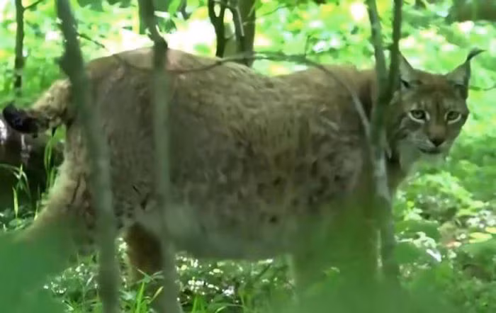 Tuy nhiên, nhiều nguồn tin cho biết, Rufus lại nặng tới 48kg.