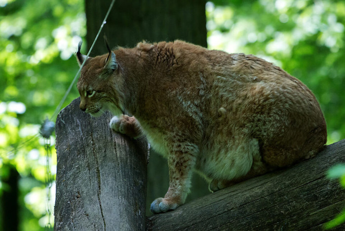 "Rufus bị thiến và nó tỏ ra khá thoải mái" - theo Thomas Leier, quản lý công viên.