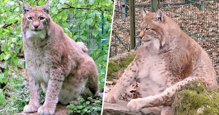 Rufus là cá thể thuộc loài linh miêu Âu Á là loài lớn nhất trong số 4 loài linh miêu.