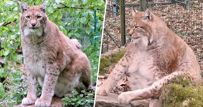 Rufus là cá thể thuộc loài linh miêu Âu Á là loài lớn nhất trong số 4 loài linh miêu.