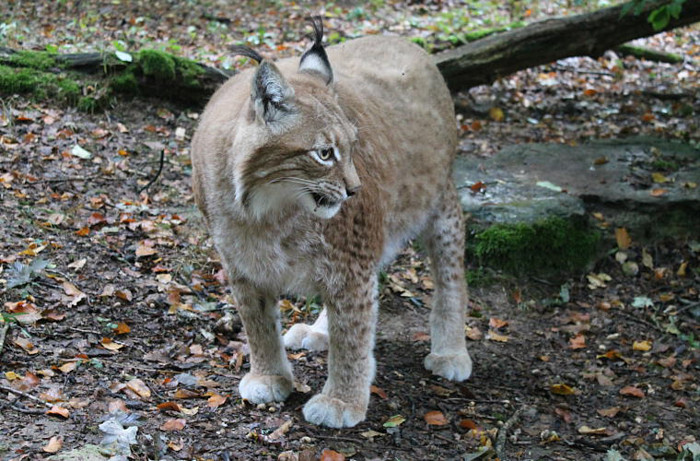 Dù có kích thước lớn, Rufus vẫn khỏe mạnh cho tới khi mắc bệnh tim cách đây vài tháng.