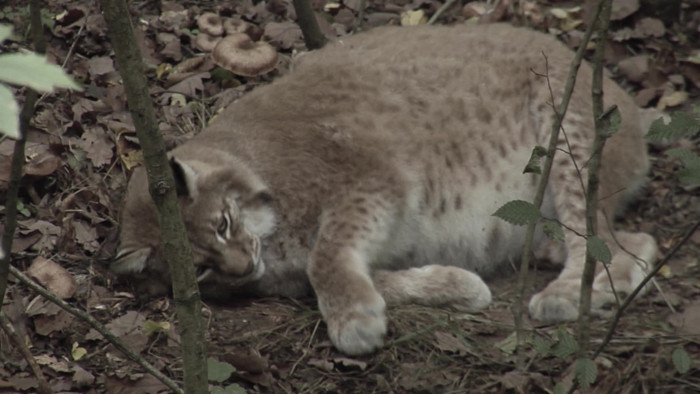 Chuỗi cửa hàng thức ăn nhanh của Mỹ Pluckers Wing Bar chọn con mèo béo làm gương mặt quảng cáo và đăng ảnh Rufus trên Facebook của họ.