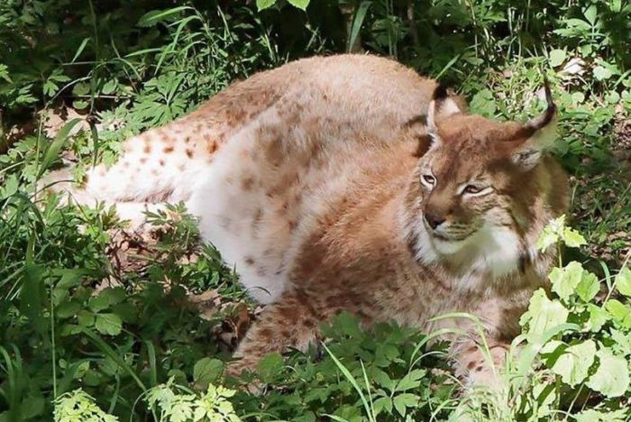 Con đực thường nặng 21 kg trong khi con cái nặng trung bình 18 kg. Tuy nhiên, linh miêu đực Siberia có thể lớn hơn với trọng lượng 45 kg.