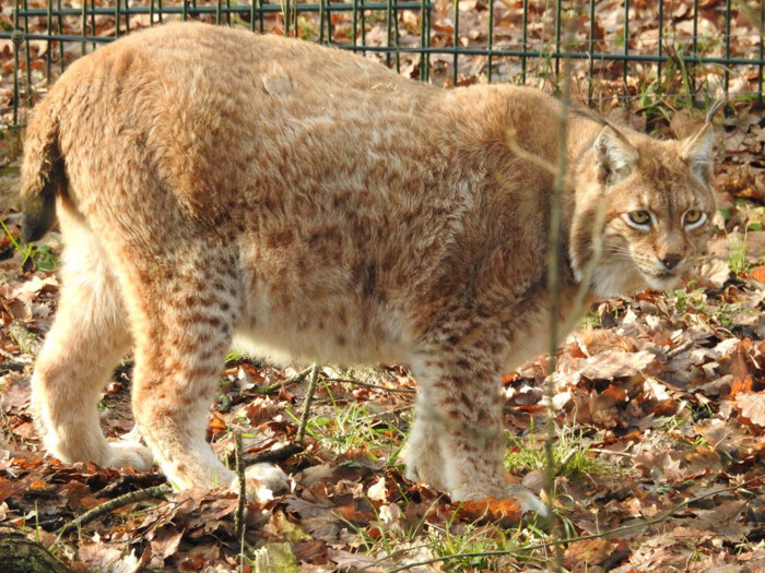 Rufus đã được tiêm trợ tử hôm 13/5 sau khi có triệu chứng thở gấp và phải chịu đựng bệnh tim suốt nhiều tháng liền.