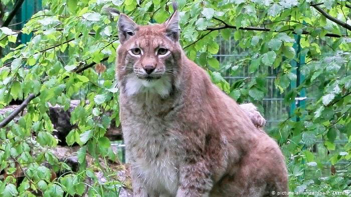 Nhiều người tỏ ra rất tiếc nuối khi Rufus chết bởi họ rất yêu quý chú linh miêu này. Tuy nhiên, do bệnh tim hành hạ trong thời gian dài đã khiến chú linh miêu béo nhất thế giới phải chịu đau đớn. Việc sử dụng biện pháp nhân đạo giúp chú ra đi thanh thản được coi là sự giải thoát cho Rufus khỏi bệnh và đau đớn.