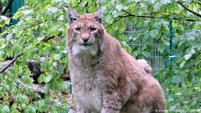 Nhiều người tỏ ra rất tiếc nuối khi Rufus chết bởi họ rất yêu quý chú linh miêu này. Tuy nhiên, do bệnh tim hành hạ trong thời gian dài đã khiến chú linh miêu béo nhất thế giới phải chịu đau đớn. Việc sử dụng biện pháp nhân đạo giúp chú ra đi thanh thản được coi là sự giải thoát cho Rufus khỏi bệnh và đau đớn.