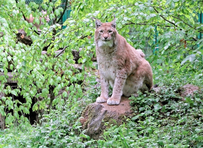 Rufus được nhiều người yêu quý bởi dáng vẻ béo phì đáng yêu của nó.