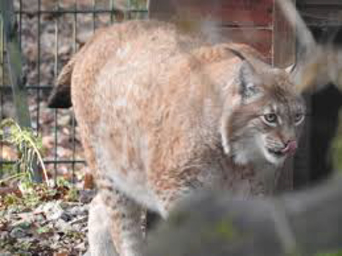 Trong vài ngày trước đó, sức khỏe của Rufus suy yếu nghiêm trọng dù được các bác sĩ thú y chữa trị.