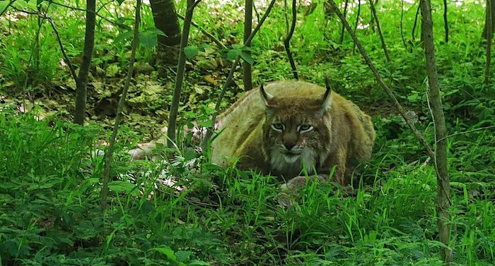 Sau khi tham khảo ý kiến bác sĩ, quản lý công viên quyết định giúp Rufus thoát khỏi tình trạng đau ốm bằng mũi tiêm trợ tử nhân đạo.