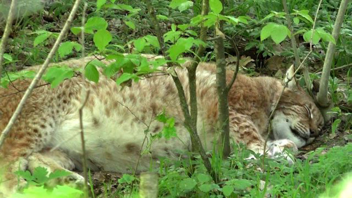 Trước khi qua đời, Rufus nổi tiếng khắp thế giới vì béo phì.