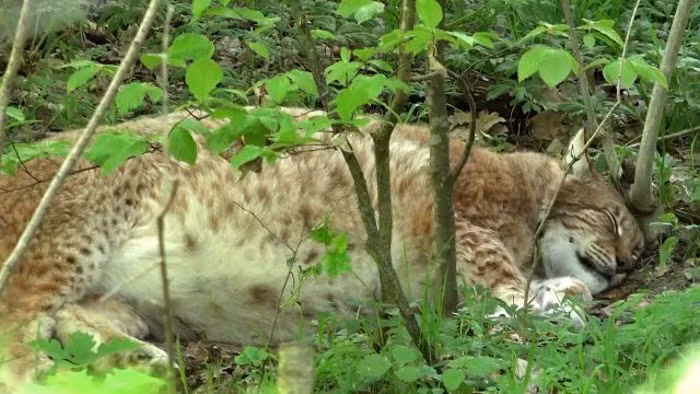 Trước khi qua đời, Rufus nổi tiếng khắp thế giới vì béo phì.