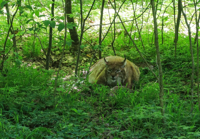 Rufus cũng được coi là chú mèo béo và hạnh phúc nhất nước Đức.