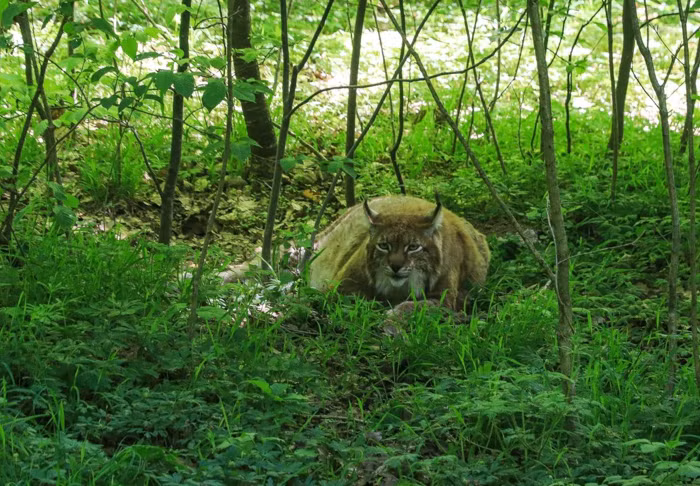 Rufus cũng được coi là chú mèo béo và hạnh phúc nhất nước Đức.