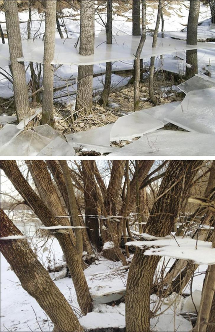 Băng đóng lơ lửng trên thân cây cũng có thể là một dạng “lỗi kỹ thuật”