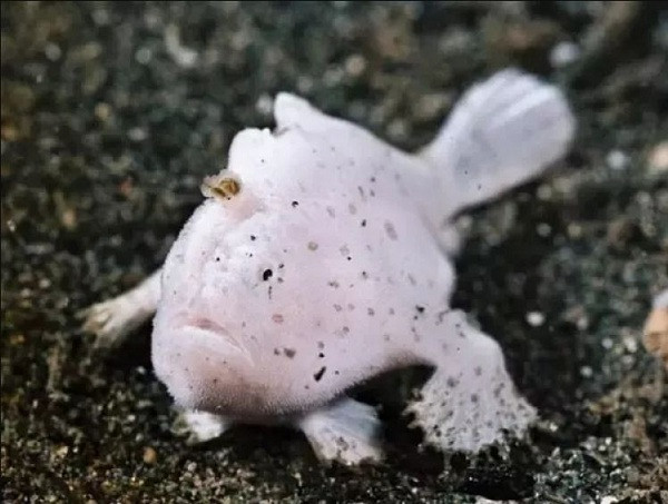 Một số nơi ở hu vực tây bắc châu Âu, đông Bắc Mỹ, châu Phi và Đông Á thường dùng cá ếch làm thực phẩm. Chúng có thịt khá ngon, chế biến thành nhiều món ăn hấp dẫn.