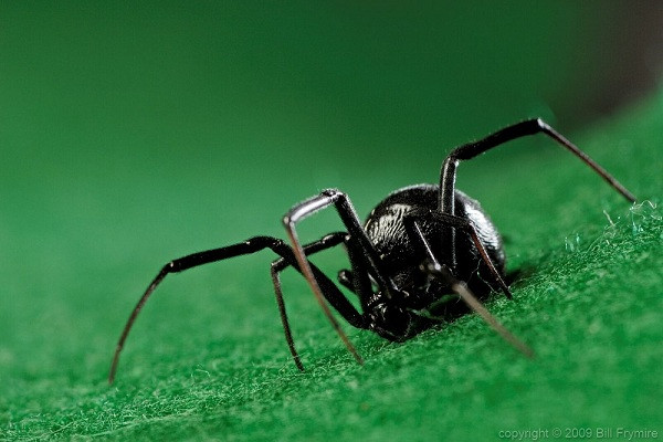 Tuy nhiên nhện góa phụ đen cực độc thường không hung dữ và chỉ cắn để tự vệ, đây có thể là lý do tại sao các cậu bé phải dùng que củi để khiêu khích loài nhện nguy hiểm này.