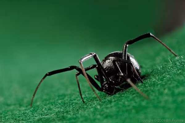 Tuy nhiên nhện góa phụ đen cực độc thường không hung dữ và chỉ cắn để tự vệ, đây có thể là lý do tại sao các cậu bé phải dùng que củi để khiêu khích loài nhện nguy hiểm này.