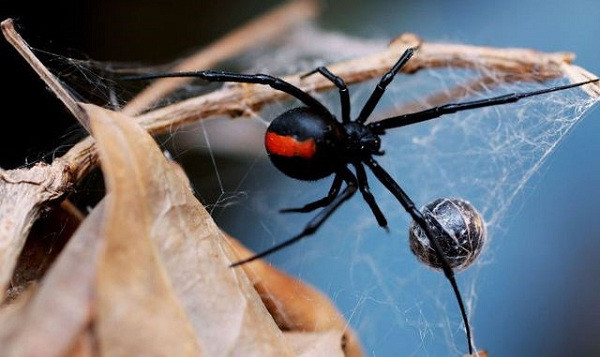 Ông Virgilio Pietro, Trưởng phòng Dịch tễ học, Bệnh viện Nhi đồng ở thủ đô La Paz của Bolivian cho biết các cháu bé vẫn tiếp tục bị đau cơ, đổ mồ hôi, sốt và run rẩy cho đến khi được điều trị bằng huyết thanh đặc biệt. Sau năm ngày điều trị tận tình, cả 3 đã hồi phục hoàn toàn và trở về nhà với gia đình.